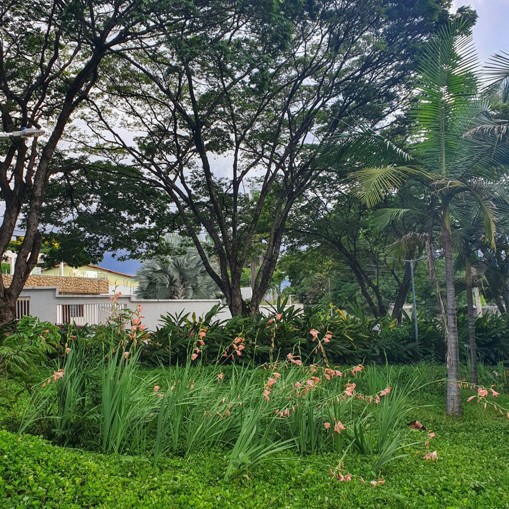 Maciço de palmas-de-santa-rita.