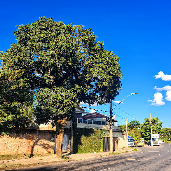 Mangueira na arborização.