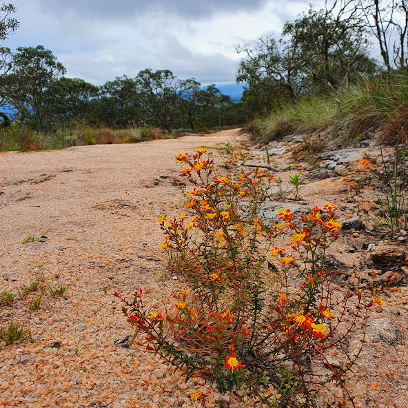 Pequeno indivíduo de flor-de-fogo.