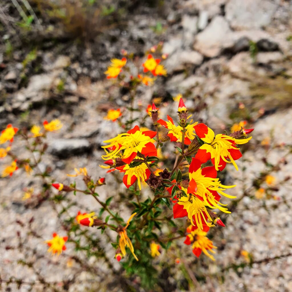 Flores da flor-de-fogo.