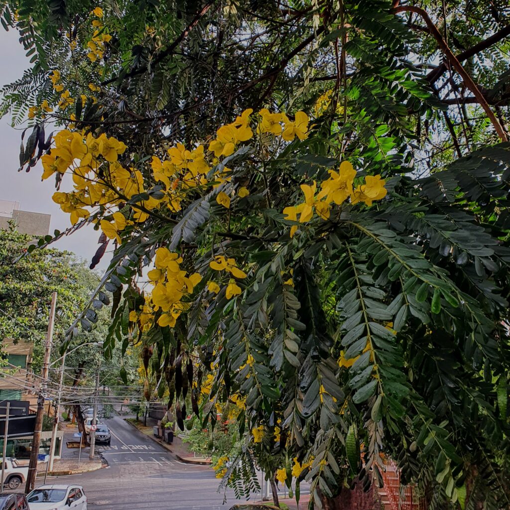 Folhas e flores do pau-cigarra.