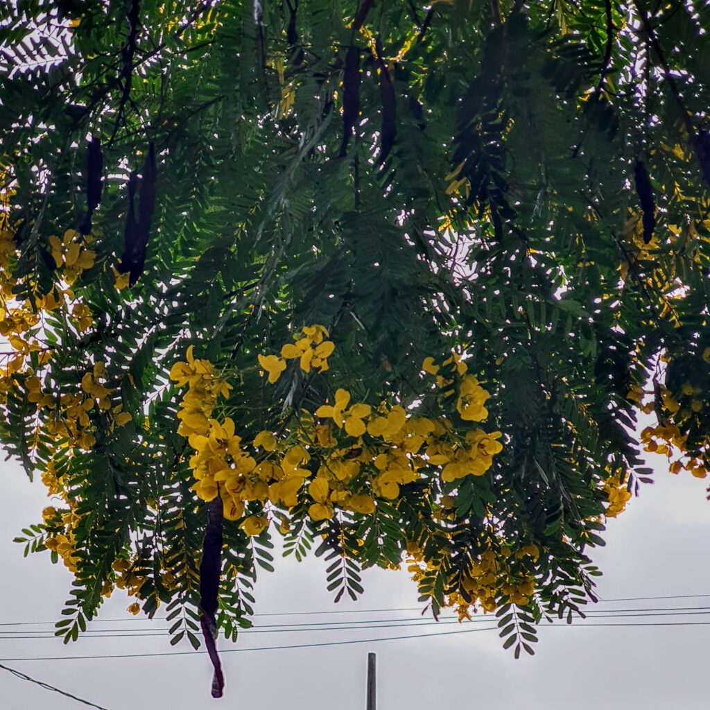 Folhas, flores e frutos do pau-cigarra.