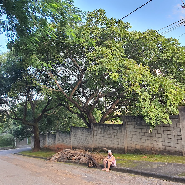 Grande pequizeiro.