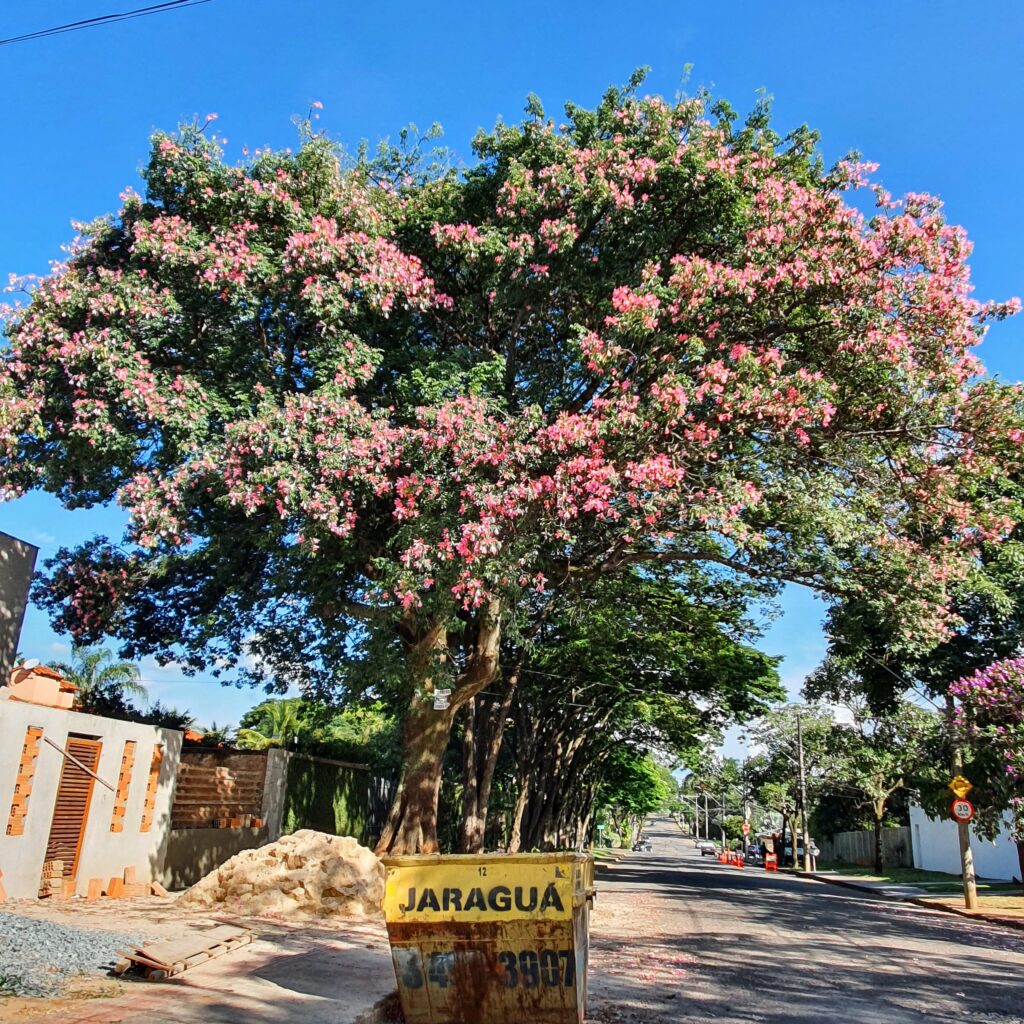 Paineira-rosa altamente florida.