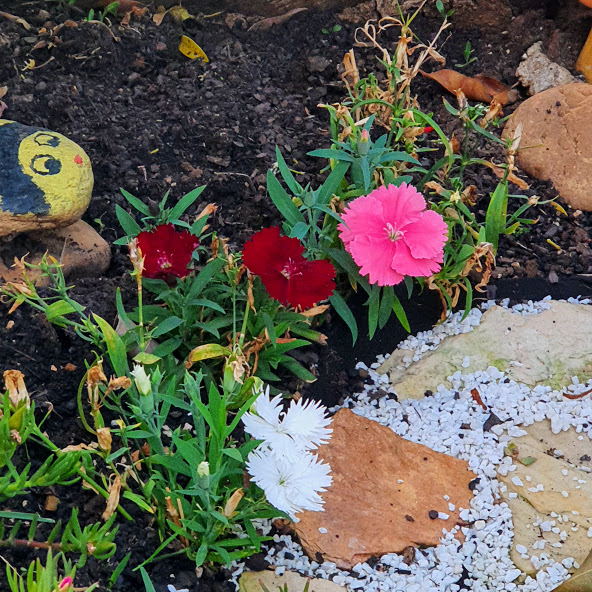 Folhas e flores de várias cores da cravina.