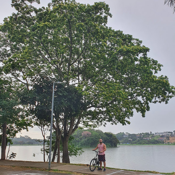 Coração-de-negro florido.