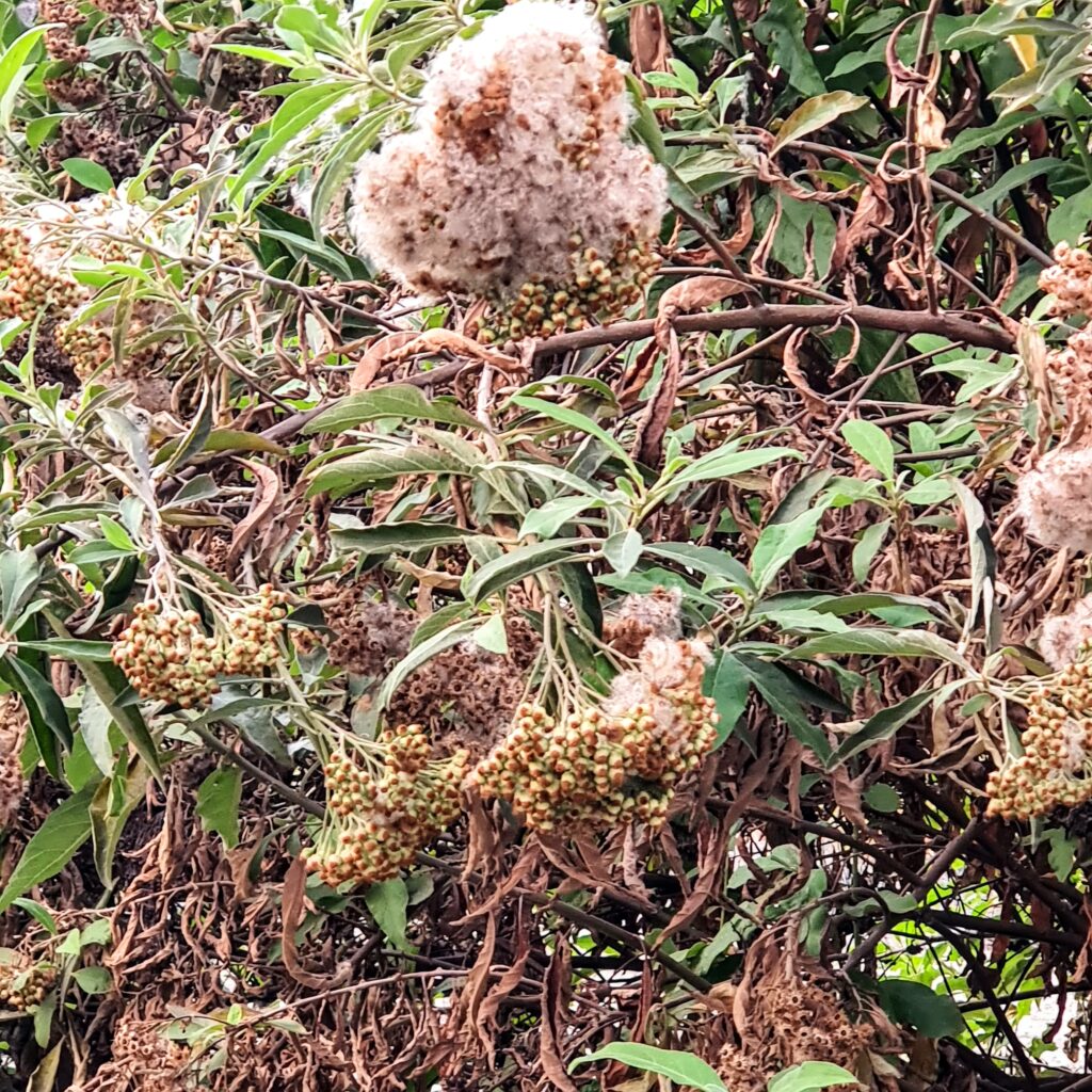 Flores e frutos da macela.