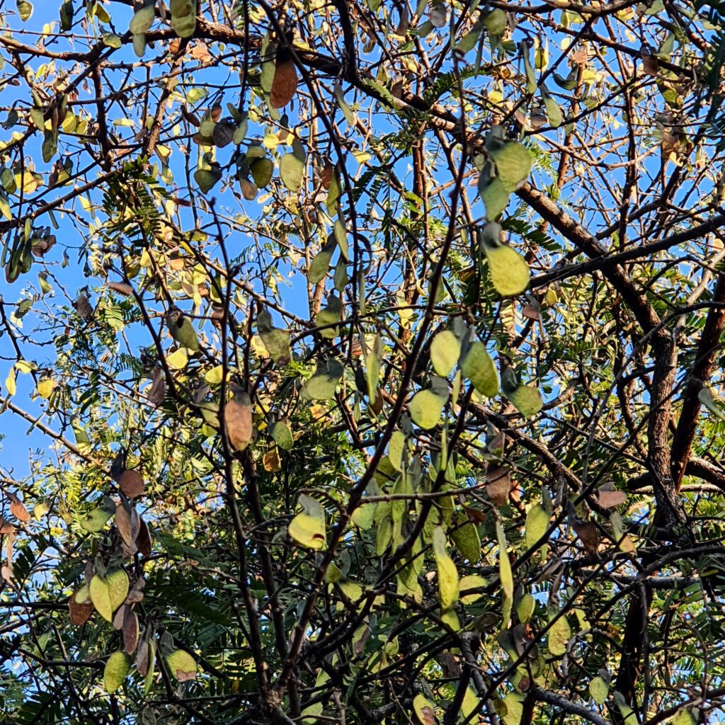 Frutos (sâmaras) do barreiro.