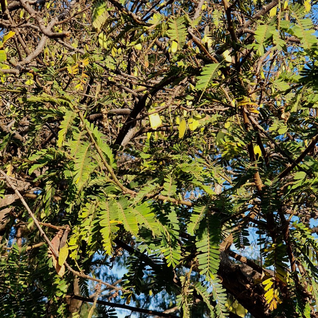 Folhas e frutos do barreiro.