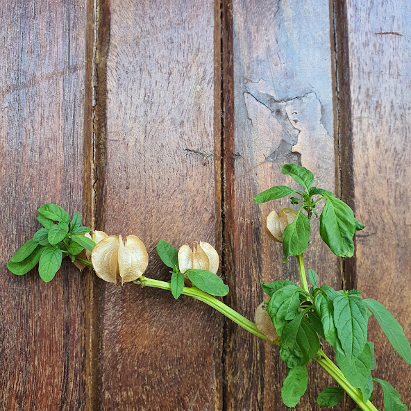 Folhas e frutos secos do joá-de-capote.