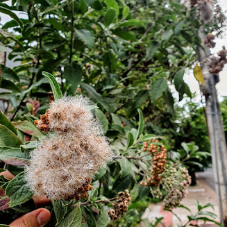 Frutos da macela.