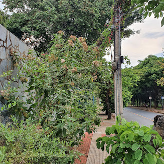 Macela em frente a residência.