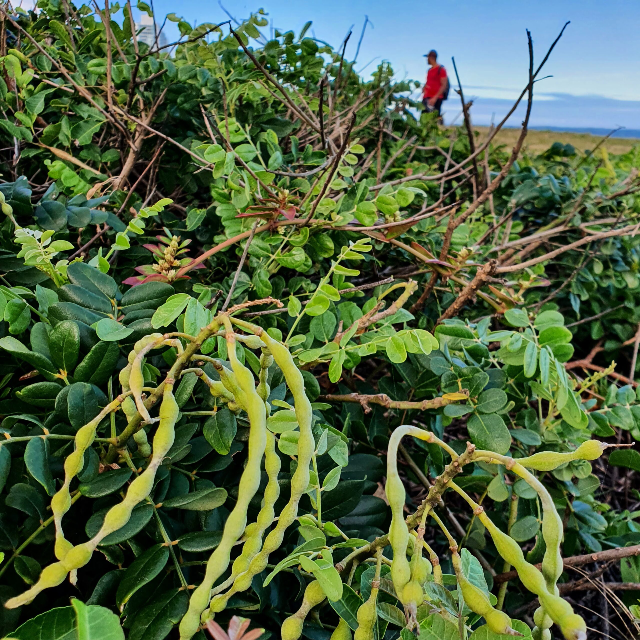 Frutos do feijão-da-praia.