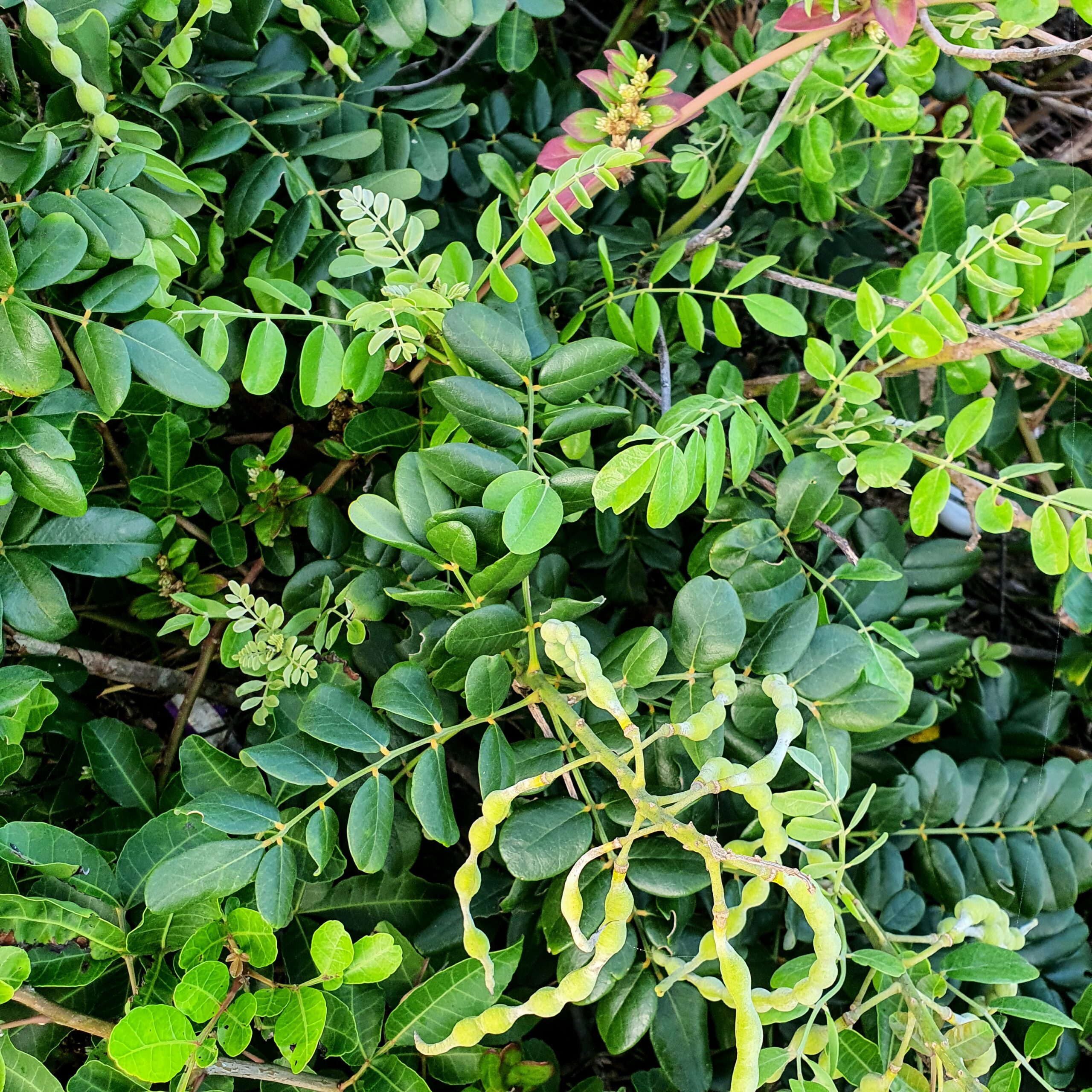 Folhas e frutos do feijão-da-praia.