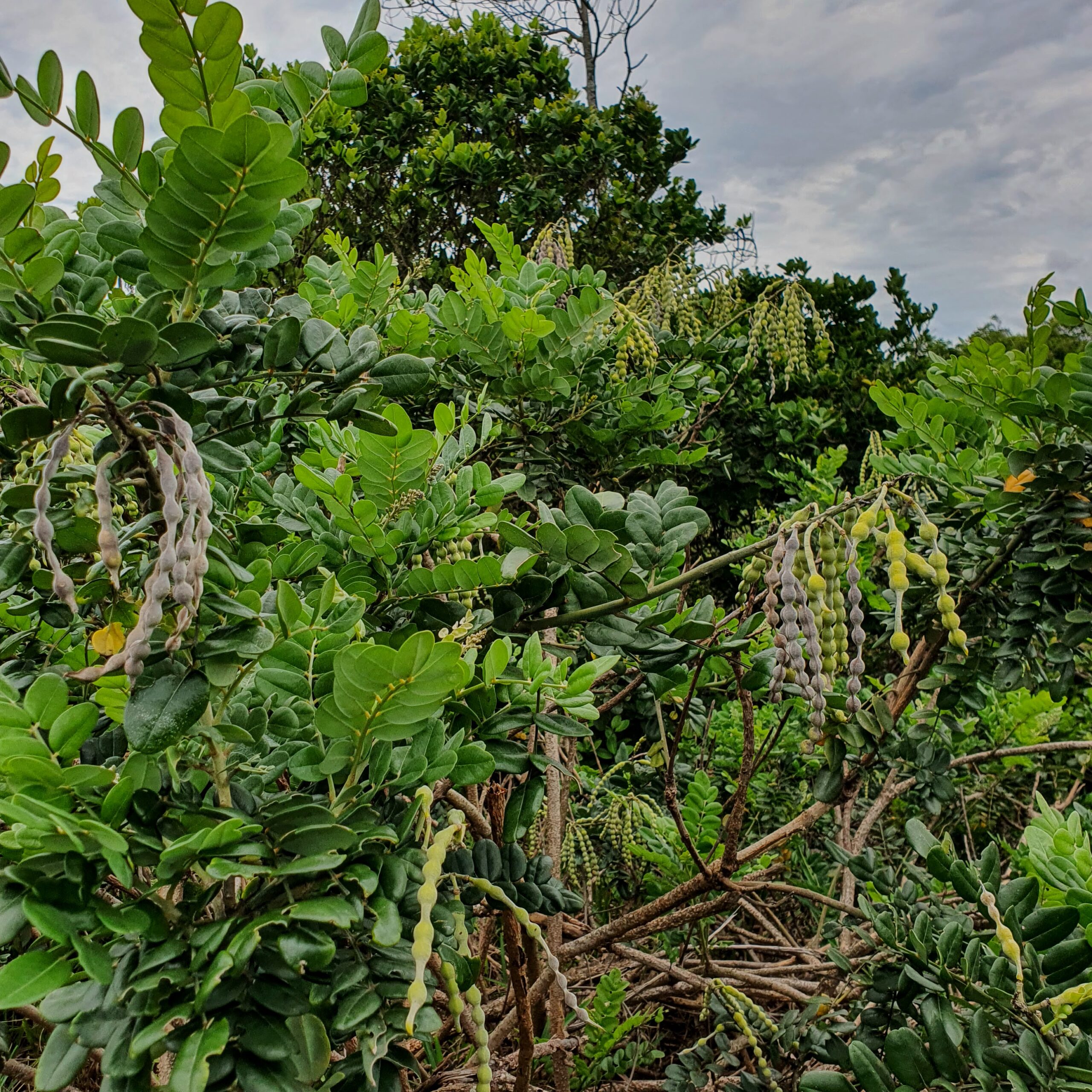 Folhas e frutos do feijão-da-praia.