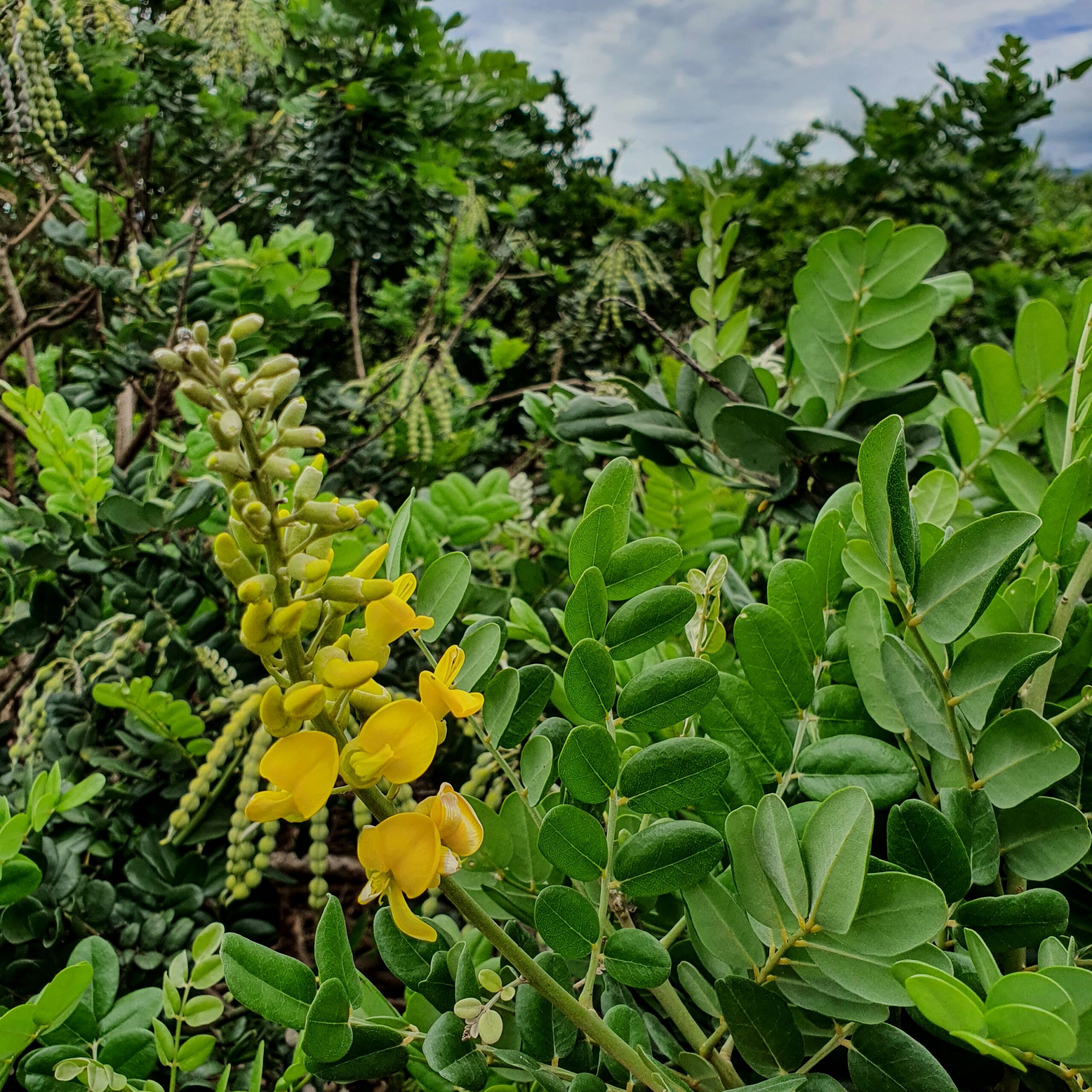 Inflorescência do feijão-da-praia.