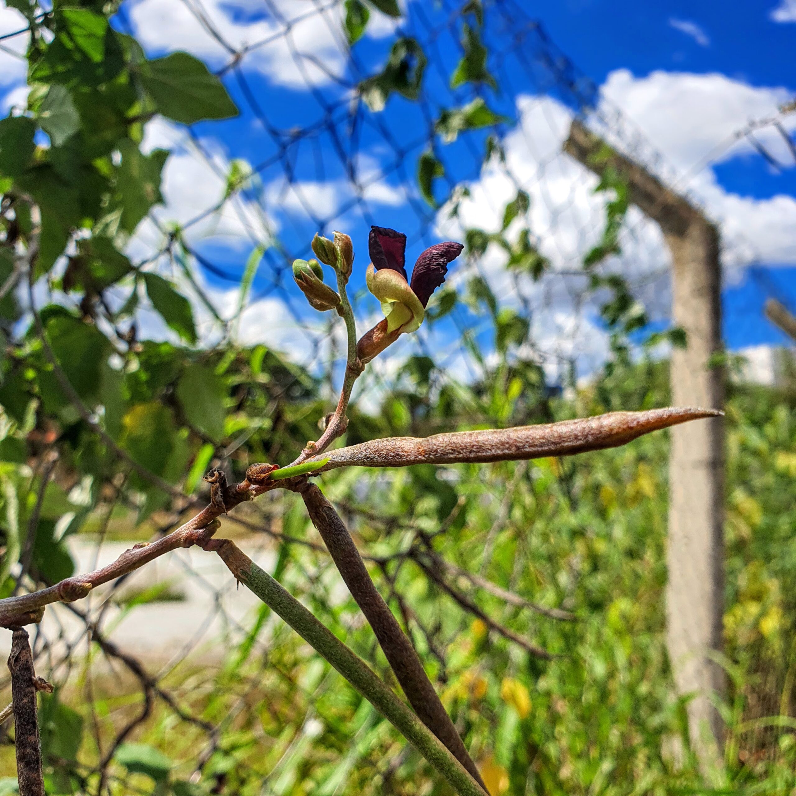 Flores e dos frutos (legumes) do siratro.