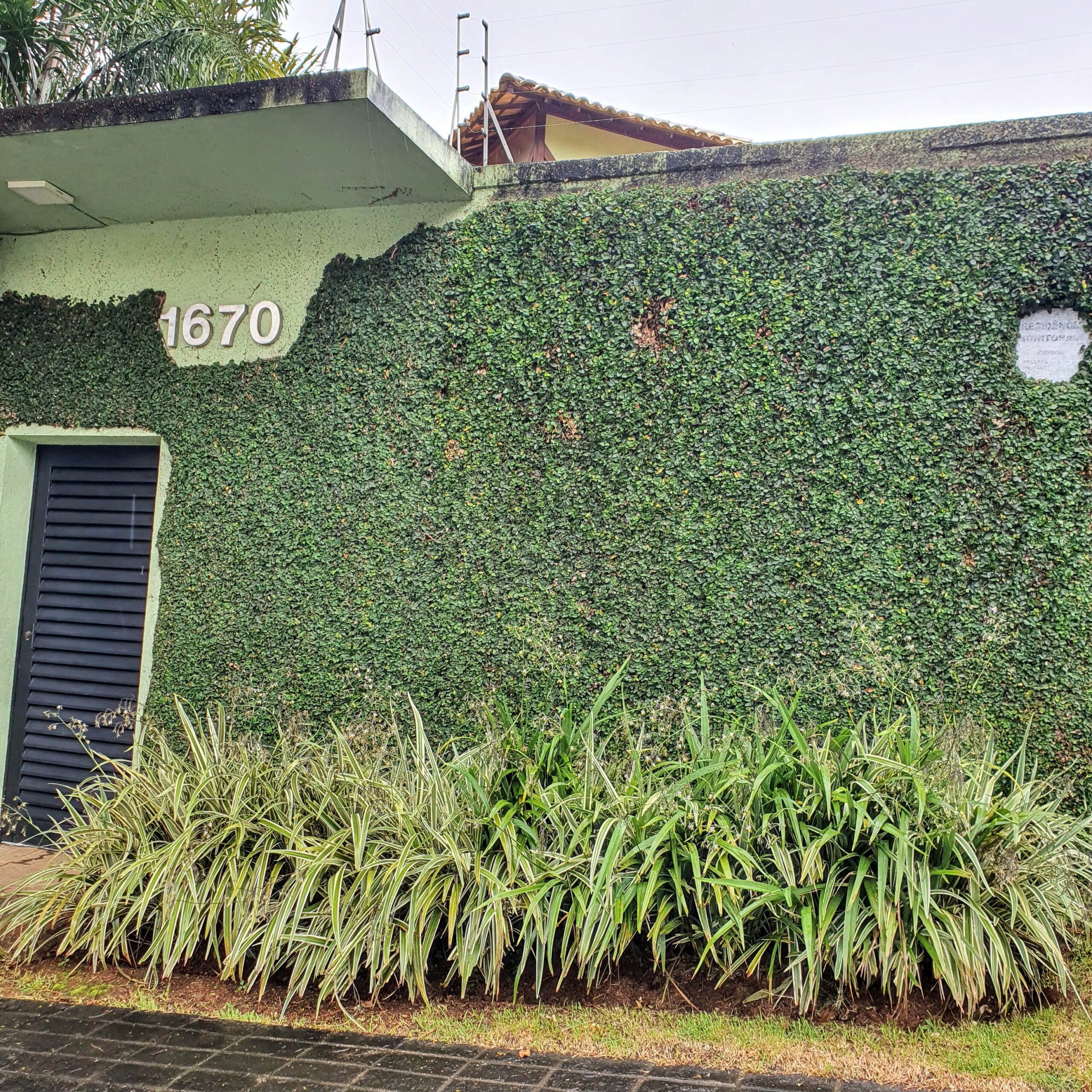 Maciço de dracenas-guarda-chuva.