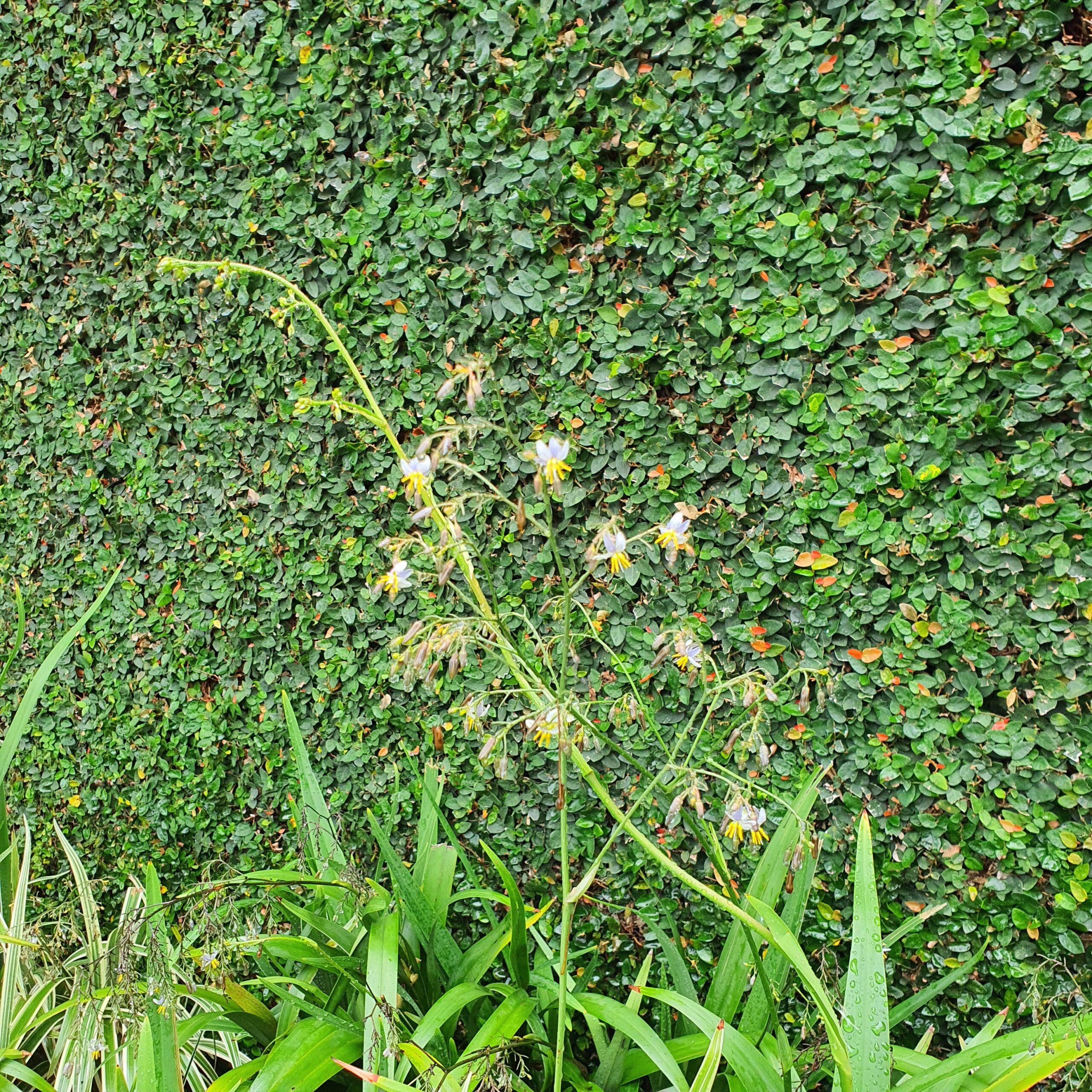 Inflorescência da dracena-guarda-chuva.