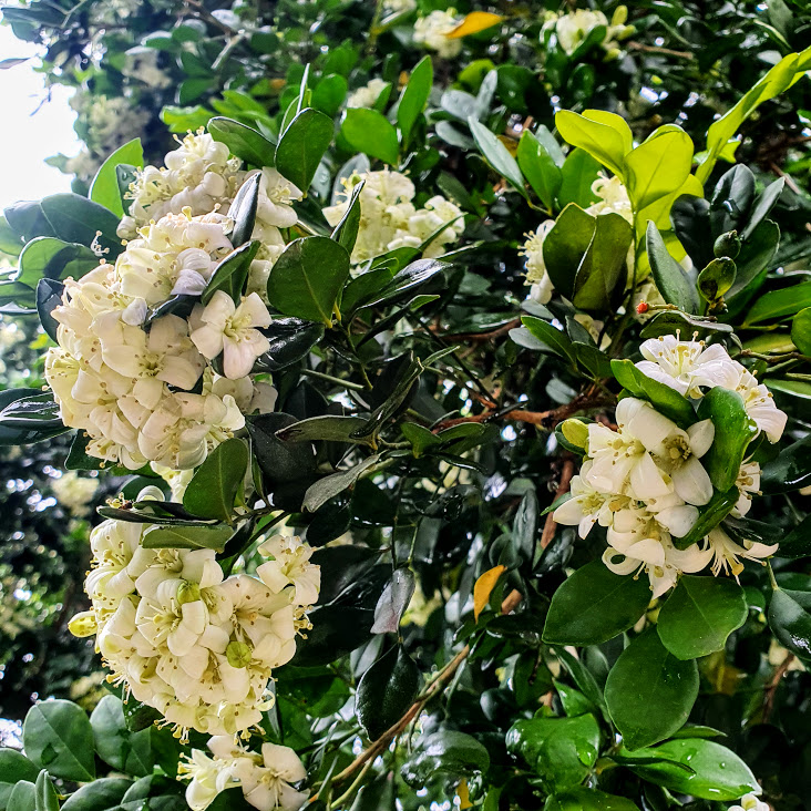 Folhas e flores da dama-da-noite.