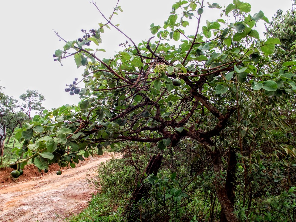 Pequizeiro cheio de frutos.