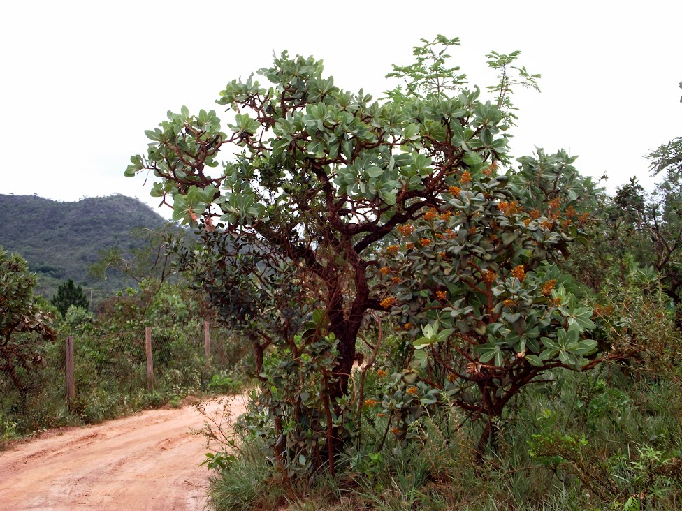 Vegetação típica do Parque Nacional da Serra do Gandarela