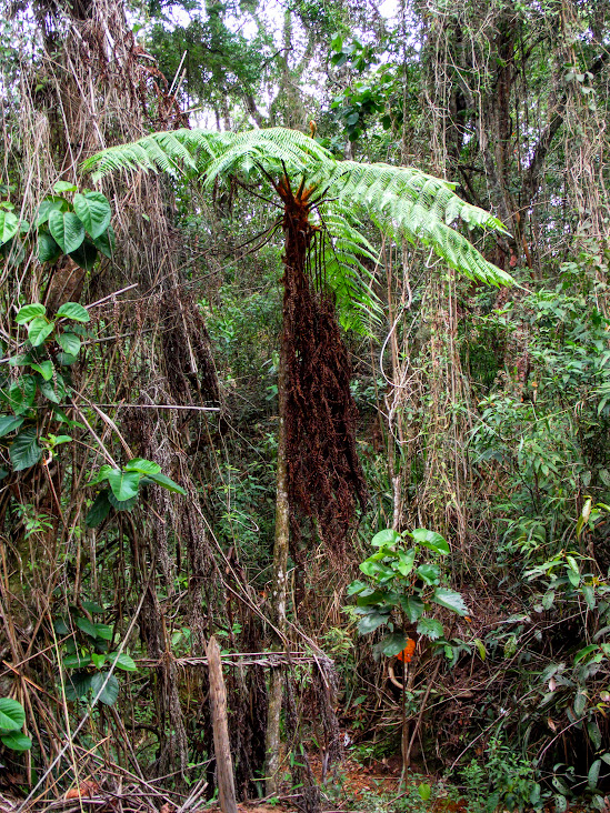 Samambaiaçu em sub-bosque florestal.