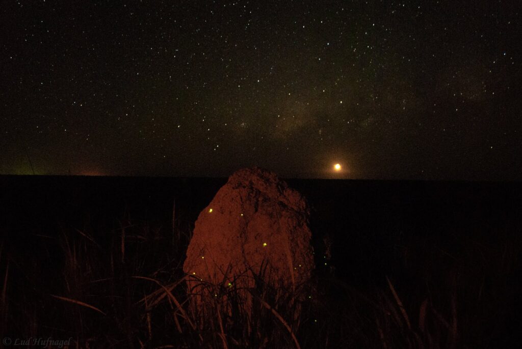 Bioluminescência nos cupinzeiros.