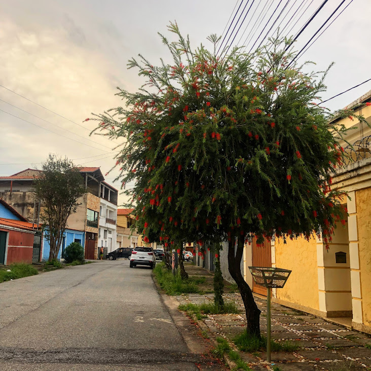 Escova-de-garrafa-vermelha muito bem conformada.