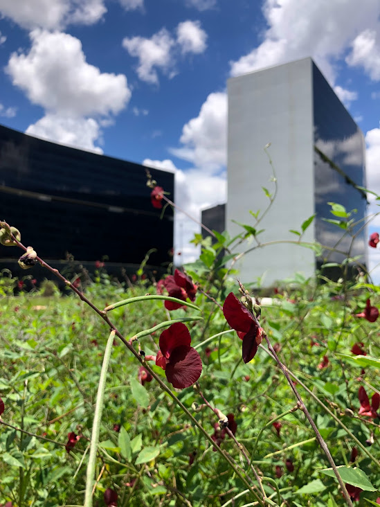 Flores púrpuras e frutos do siratro.