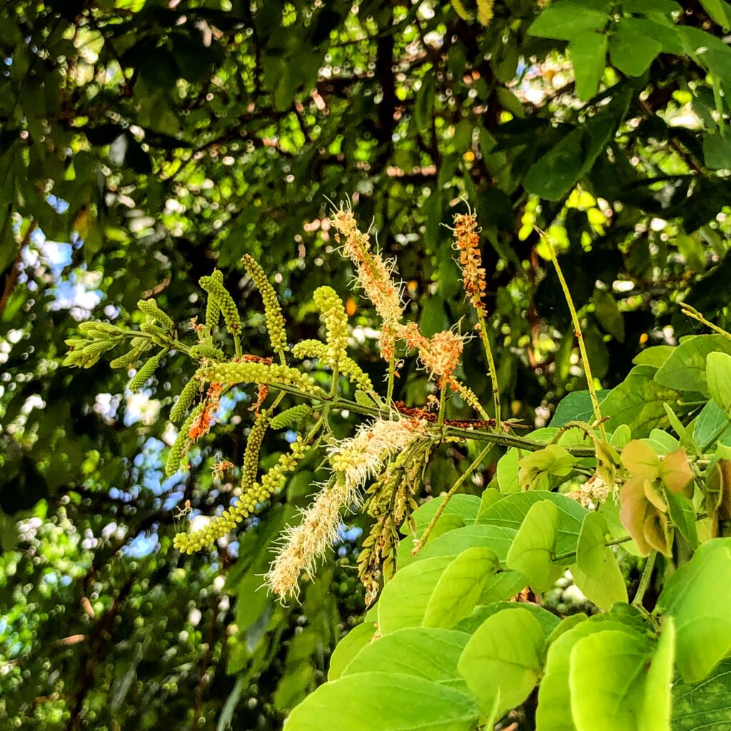 Inflorescências do sansão-do-campo