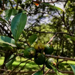 Folhas duras e frutos do araçá-amarelo.