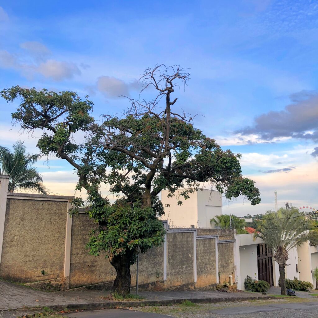 Abacateiro em rua.