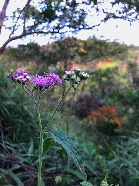 Flor do pincel-de-estudante-rosa.