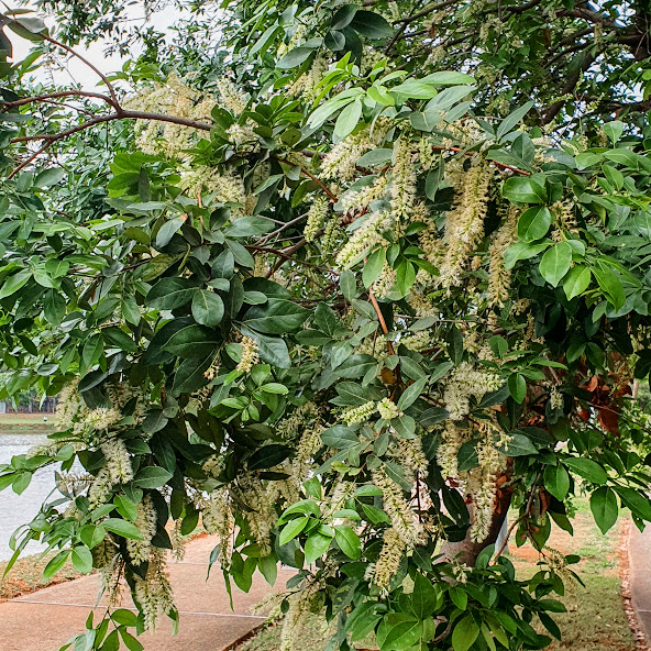 Folhas e inflorescências do ingá-amendoim.