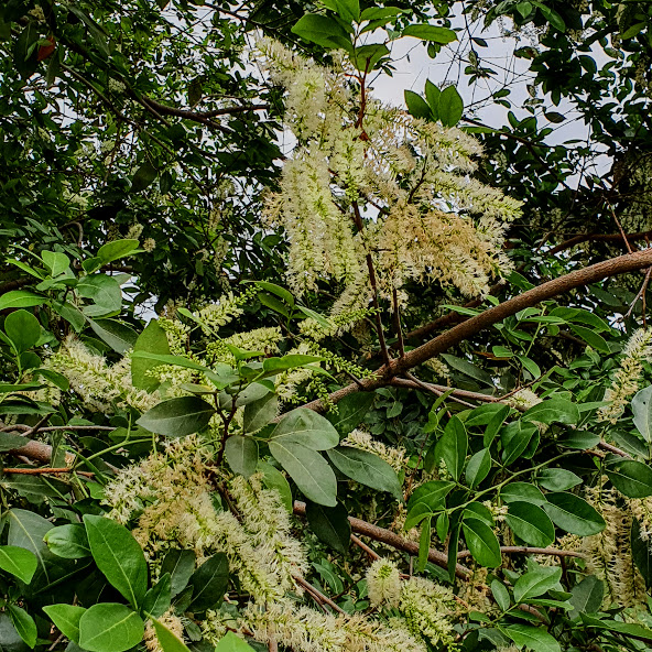 Inflorescências do ingá-amendoim.