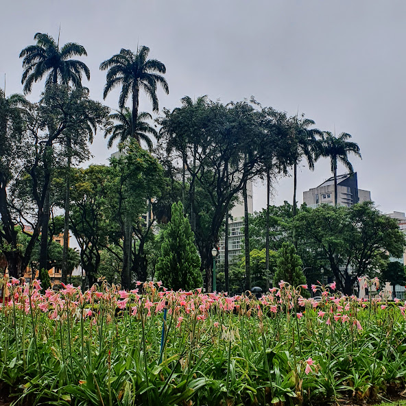 Maciço de amarílis róseas