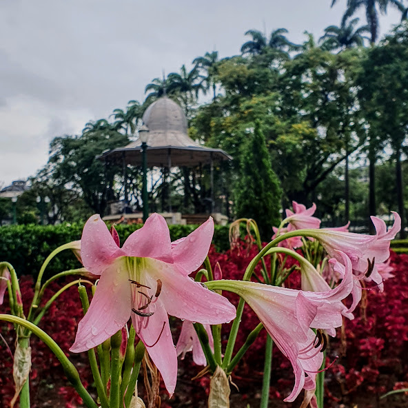 Flores róseas do amarílis.