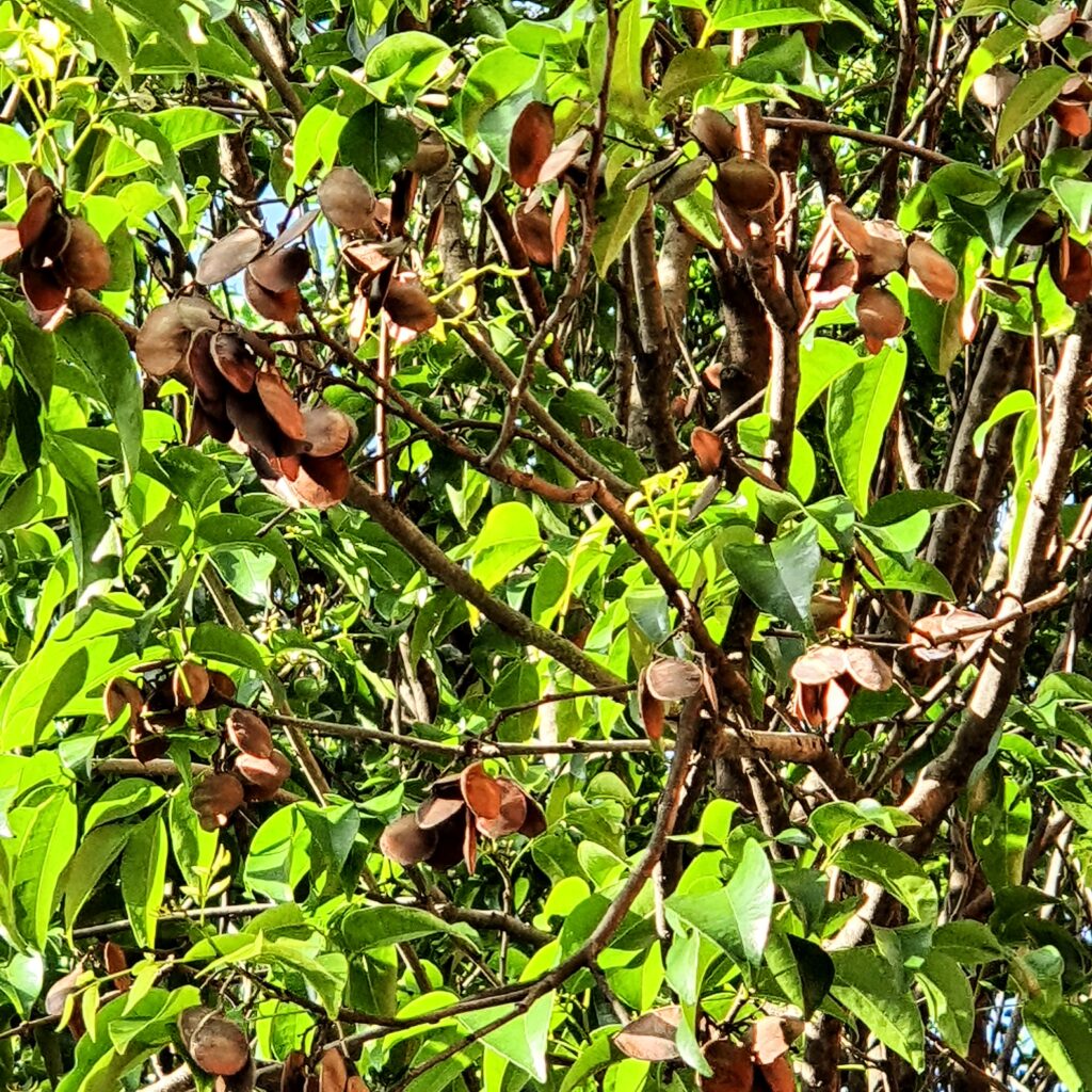 Coração de negro (Poecilanthe parviflora)