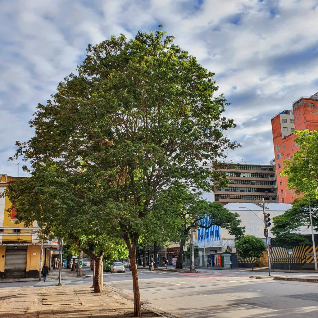 Arborização com coração-de-negro.