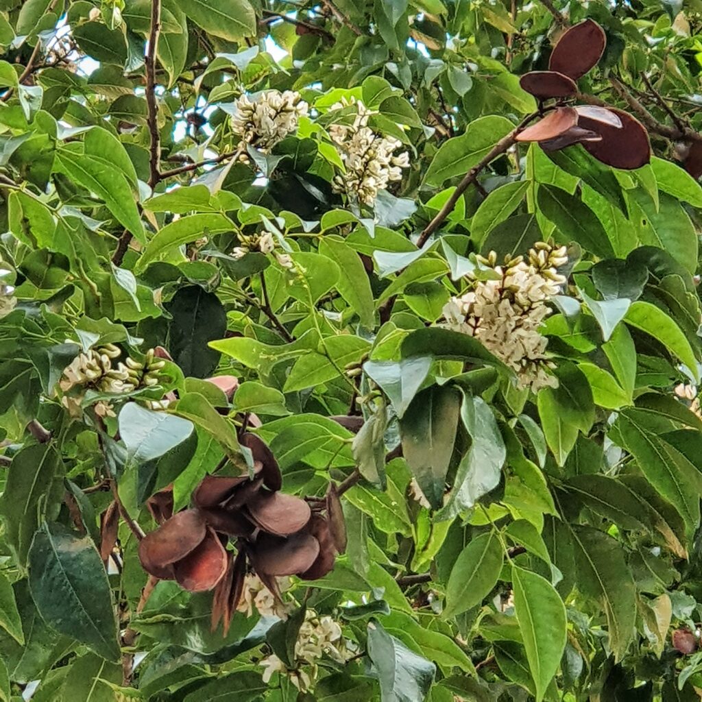 Coração de negro (Poecilanthe parviflora)