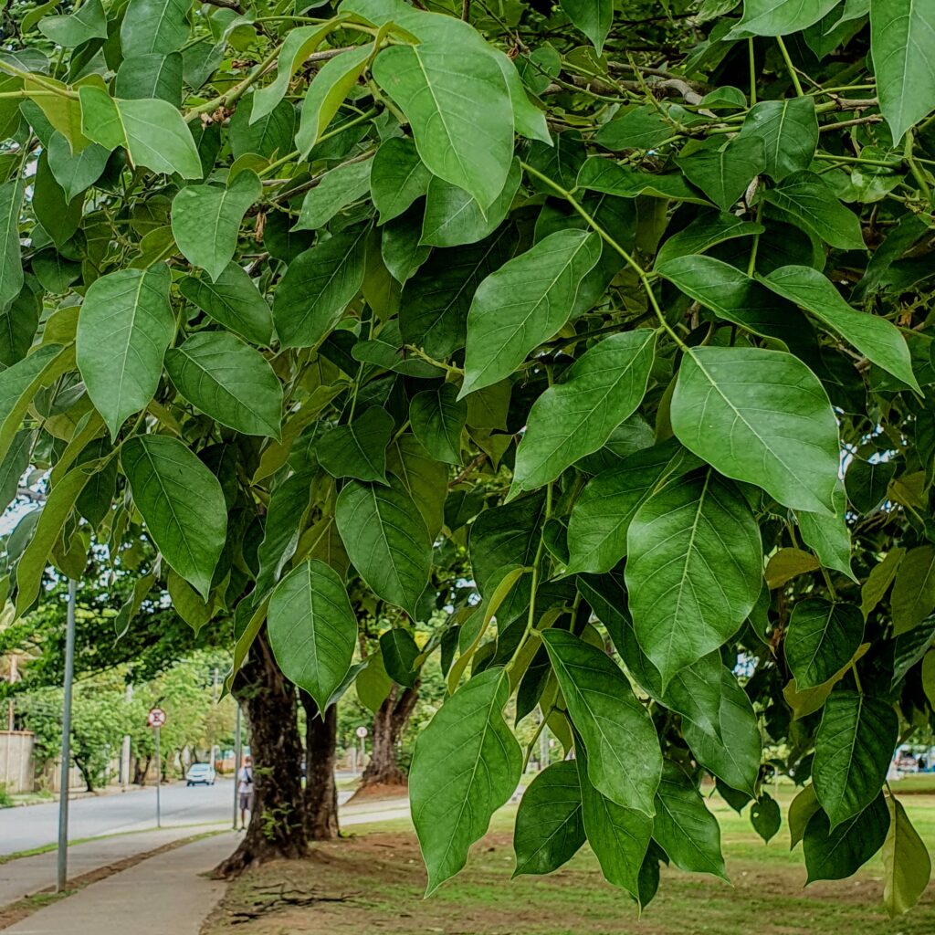 Folhas do angelim-ferro.