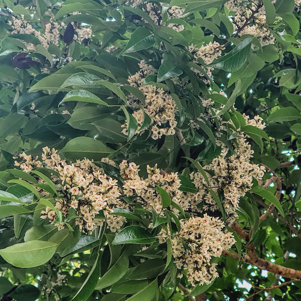 Coração de negro (Poecilanthe parviflora)