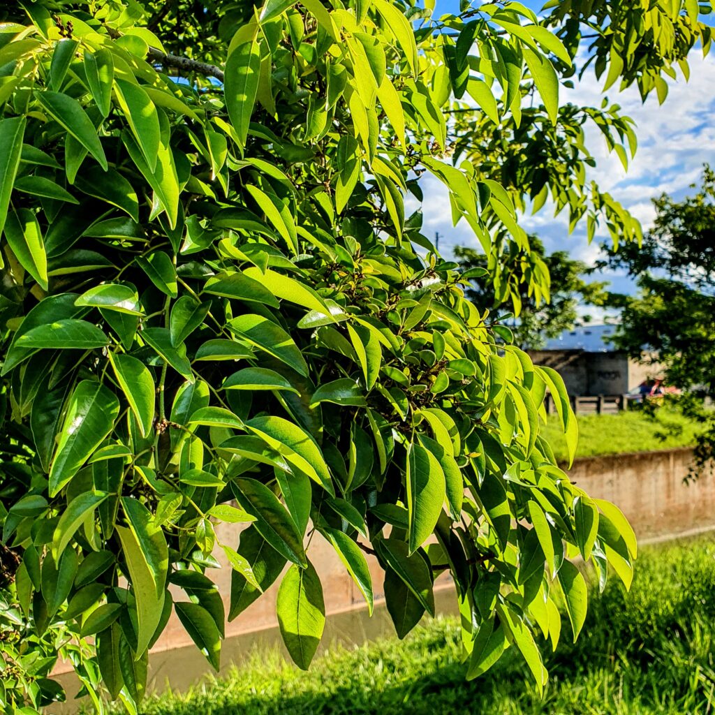 Coração de negro (Poecilanthe parviflora)