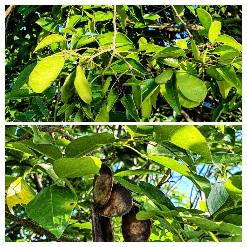 Coração de negro (Poecilanthe parviflora)