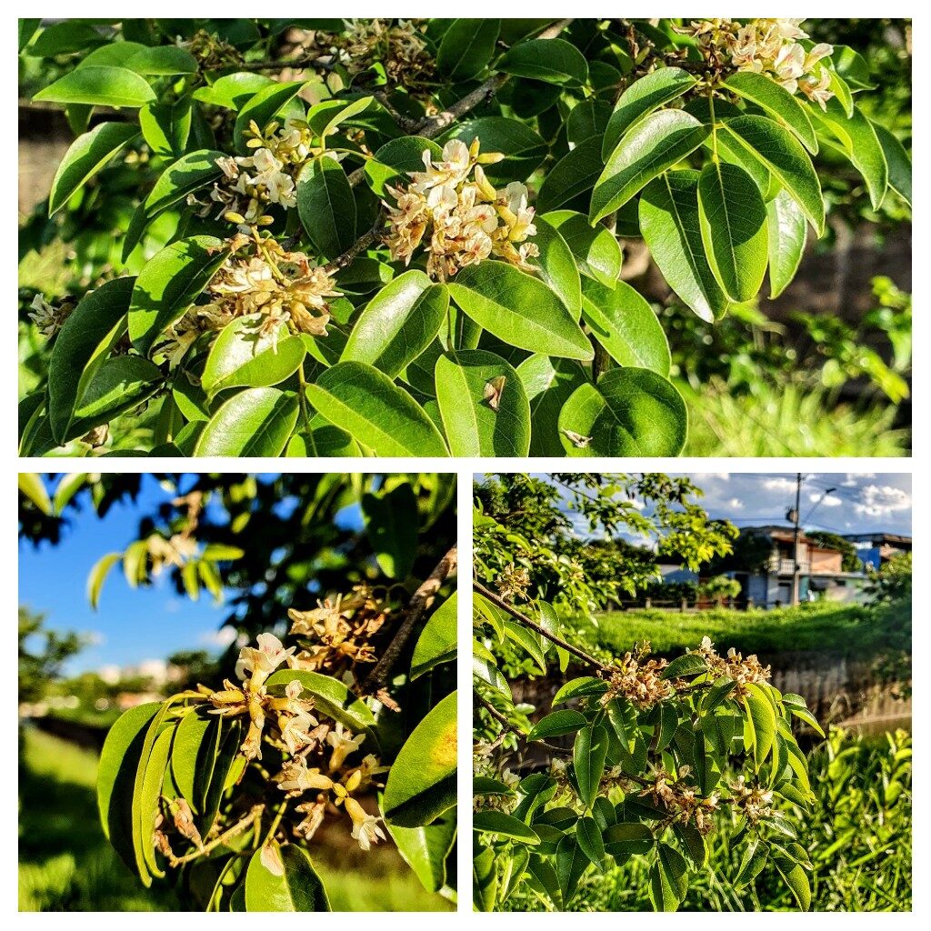 Coração de negro (Poecilanthe parviflora)