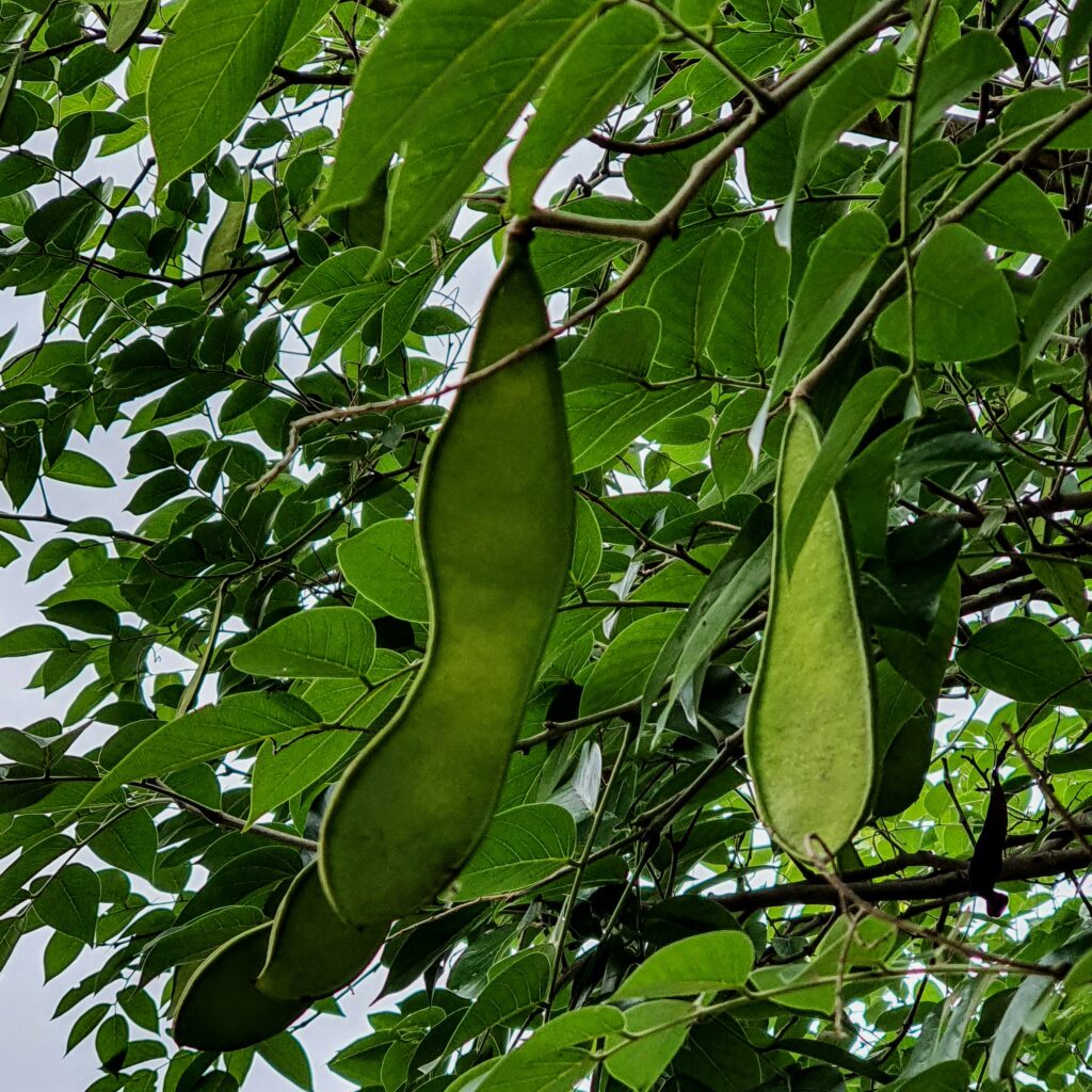 Frutos do angelim-ferro.