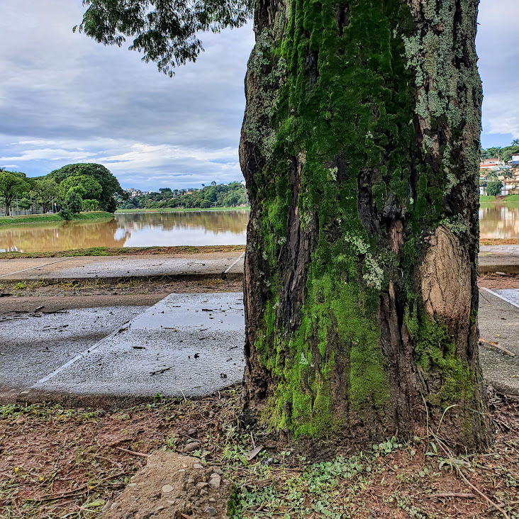 Tronco de árvore cheio de musgos.