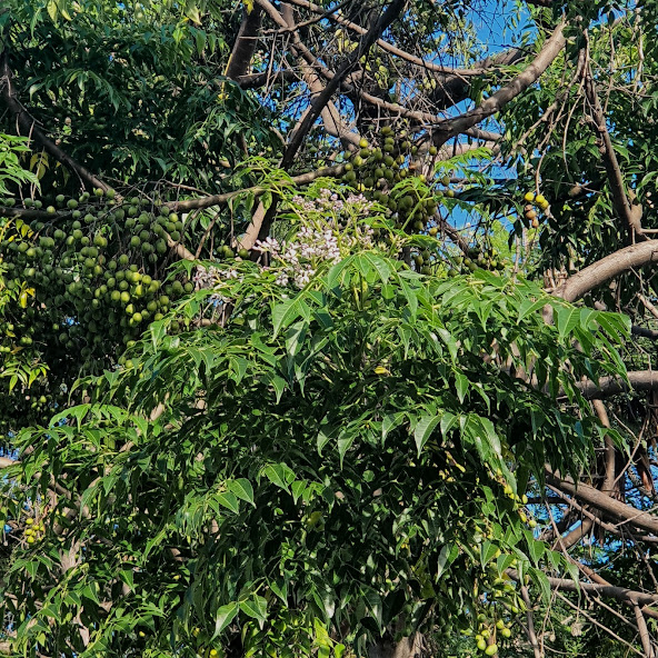 Folhagem e flores da santa-bárbara.