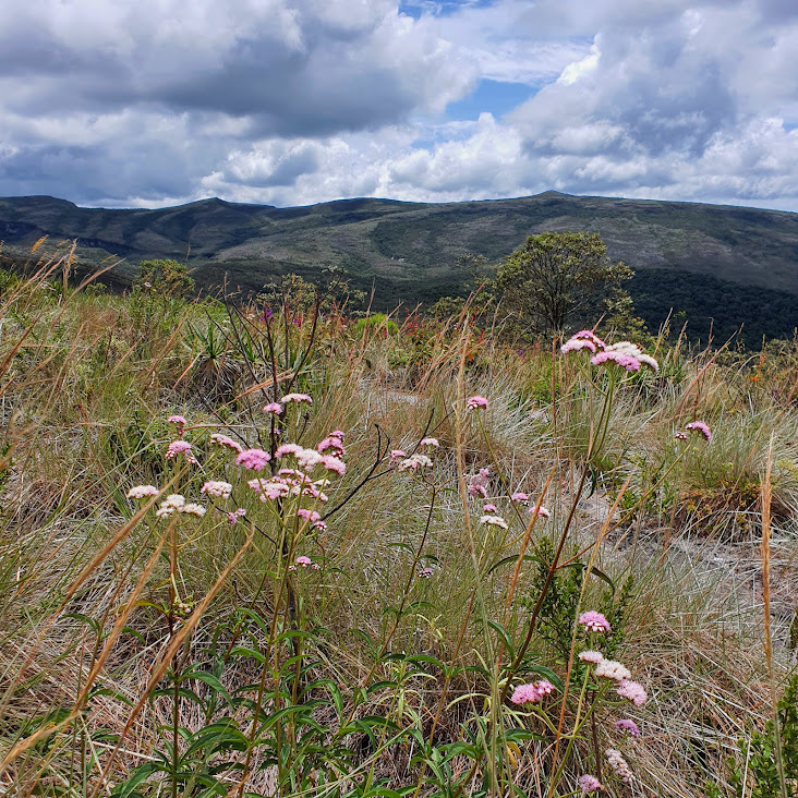 Pincel-de-estudante-rosa em área campestre